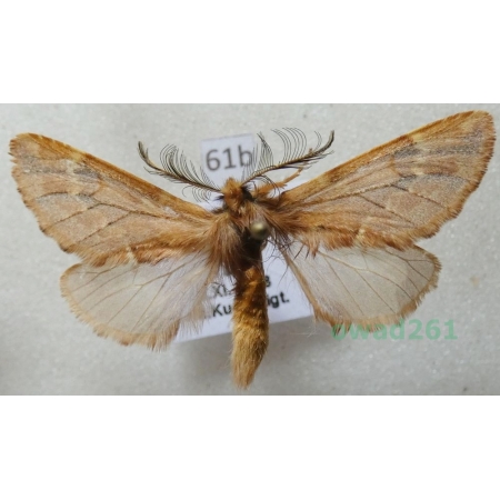 Ptilophora plumigera (Denis & Schiffermüller, 1775) Czech61b